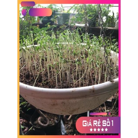Hạt giống hoa sao nhái Mix nhiều màu gói 100gram