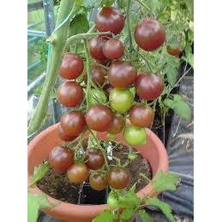 HẠT GIỐNG CÀ CHUA SOCOLA GÓI 30  hạt