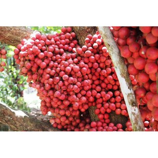 CÂY GIỐNG DÂU DA ĐẤT SIÊU QUẢ SIÊU NĂNG SUẤT- CAM KÊT GIỐNG CHUẨN F1