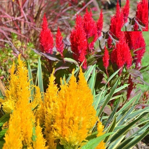 Hạt giống hoa mào gà đuôi phụng nhiều màu - 50 hạt/gói