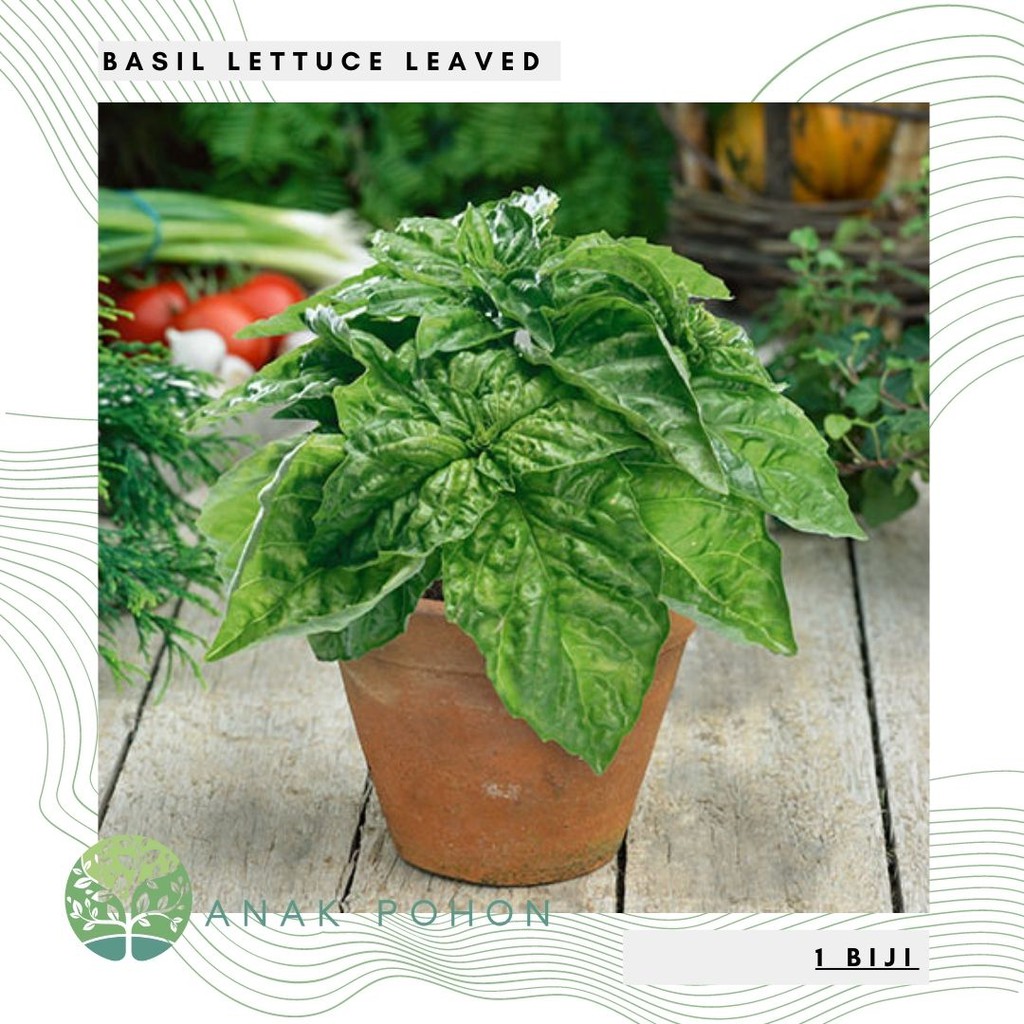 Hạt giống - Rau húng quế Lá to (Basil Jumbo) Hạt giống thảo mộc - NHẬP KHẨU 50h