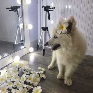 HOA ĐẠI CÀI TÓC