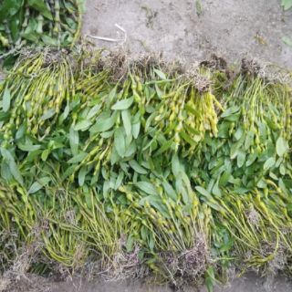 Phong lan chuỗi ngọc (chuỗi ngọc Điện Biên)