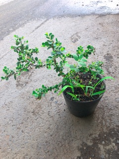 Linh Sam Núi Bonsai
