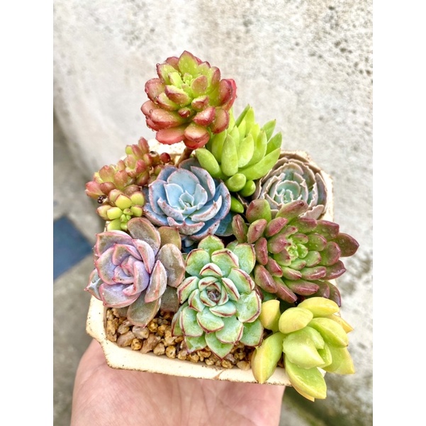CHẬU SEN MIX LUÔN CHẬU - TRỒNG SẴN // Size chậu 10cm 🥰
