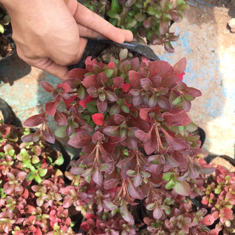 🌺 RẺ VÔ ĐỊCH 🌺Cây diệu kỷ đỏ trồng bầu đen 15-20cm nhiều nhánh sum suê lá đỏ rực cực