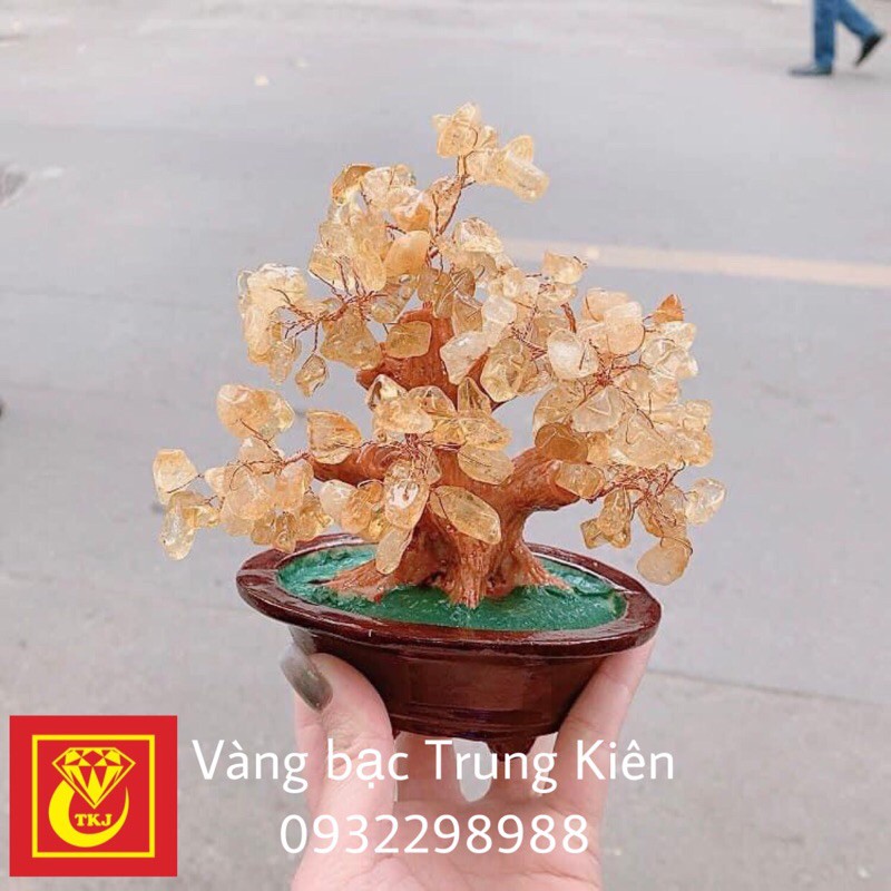 Cây thạch anh tài lộc