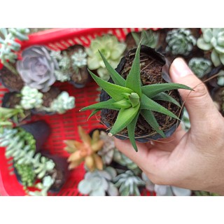 Sen đá móng rồng xanh và xanh mới (Đọc mô tả)