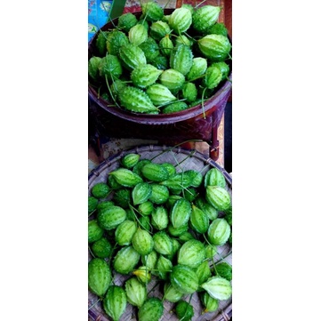Hạt Giống Mướp Đắng Rừng 20 Hạt
