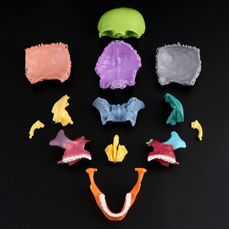 Set 15 Mô Hình Đầu Lâu 4D Tháo Rời Được Nhiều Màu Sắc