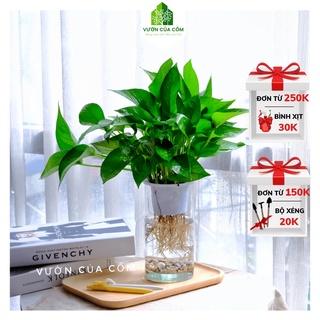 Cây vạn niên thanh thủy sinh để bàn kèm chậu nhựa trắng , cây có khả năng thanh lọc không khí cực tốt .