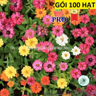 100.hạt hạt giống hoa cúc lá nhám lùn sai bông profusion mix