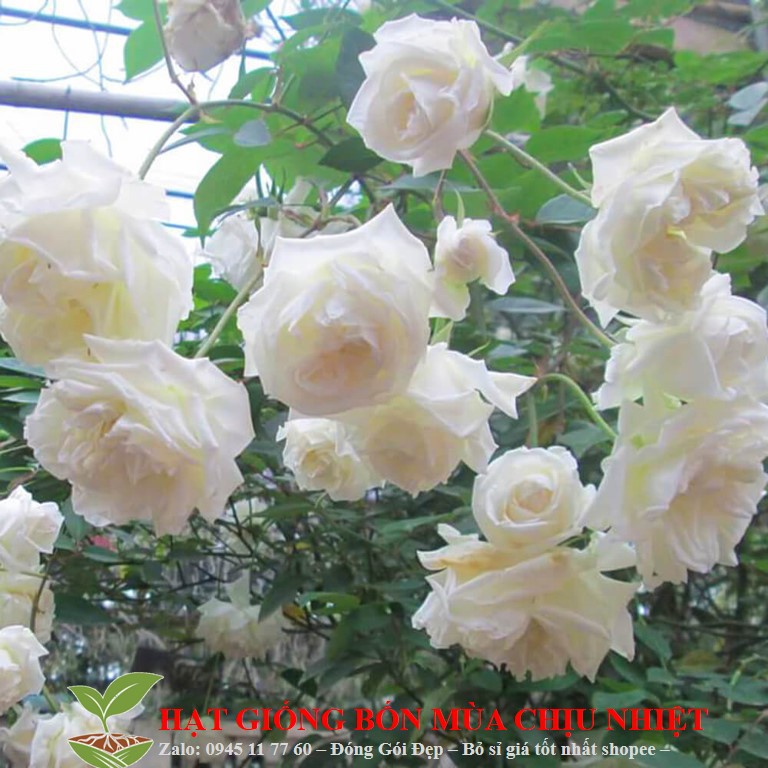 Hạt giống Hoa hồng Bạch Xếp/ bạch Nam Định 10 hạt ĐẾN MÙA TRỒNG TẾT