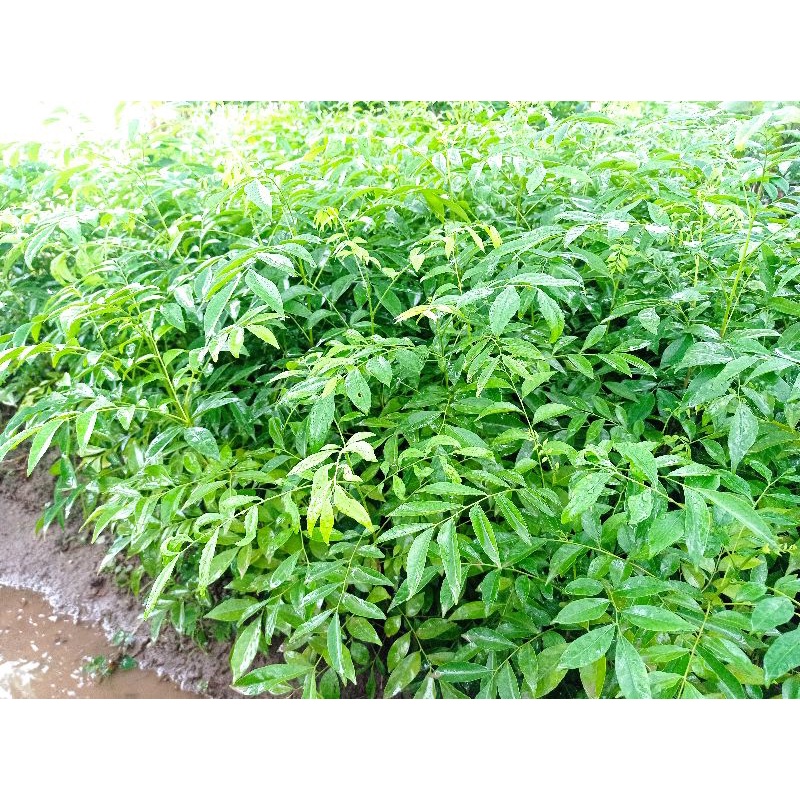 Cây Giống Mắc Mật