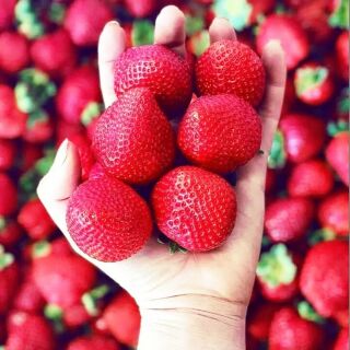 HẠT GIỐNG DÂU TÂY CHỊU NHIỆT F1