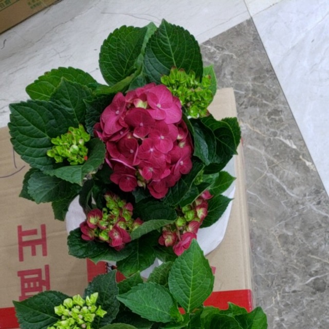Hoa Cẩm Tú Cầu