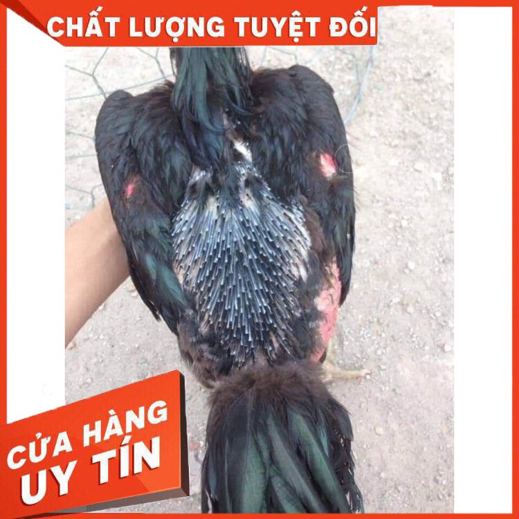 Thuốc thay lông cho gà đá một vĩ 10 viên-ra lông nhanh gấp 3 4 lần