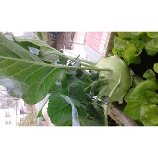 Phân bò ủ hoai mục