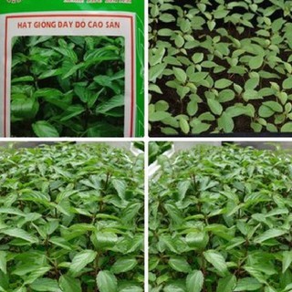 COMBO 2 gói hạt giống rau đay đỏ cao sản