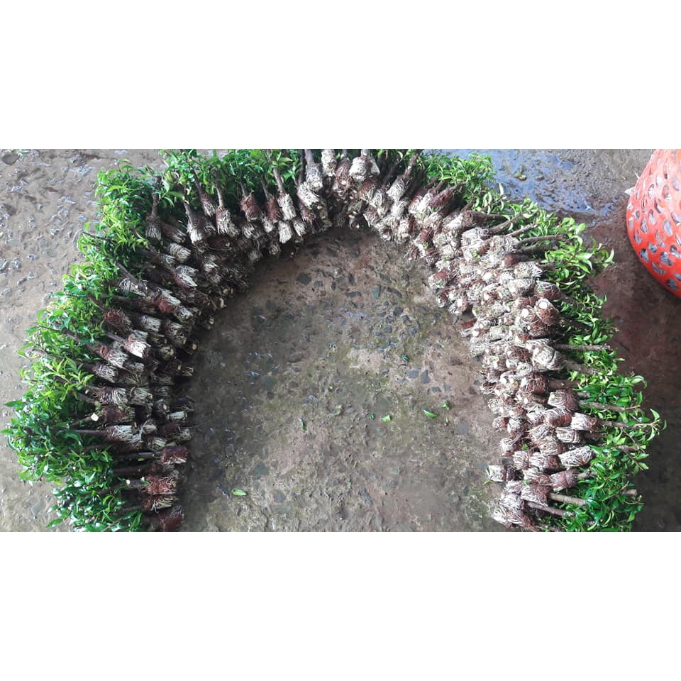 Nhánh Chiết Mai Chiếu Thủy