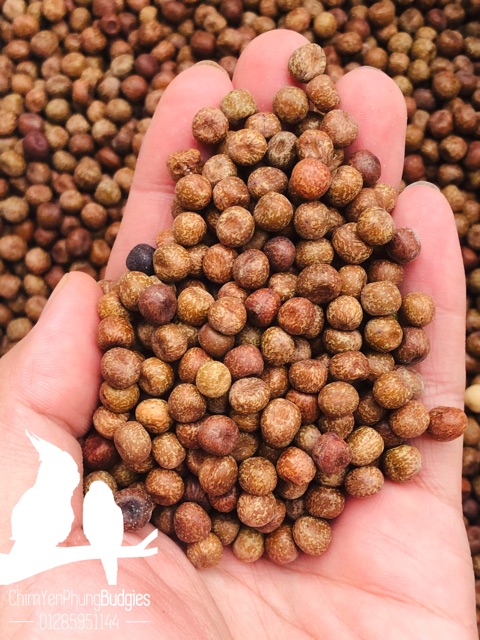 1KG ĐẬU LĂNG XANH (ĐẬU TRUNG HOA)