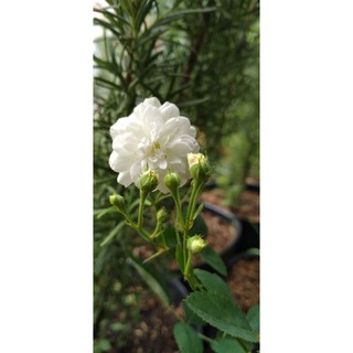 Hồng bạch trà