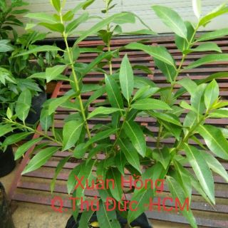 Cây vối nếp cao 60-100cm