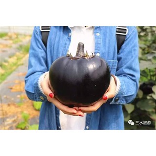 hạt giống Cà tím chery khổng lồ