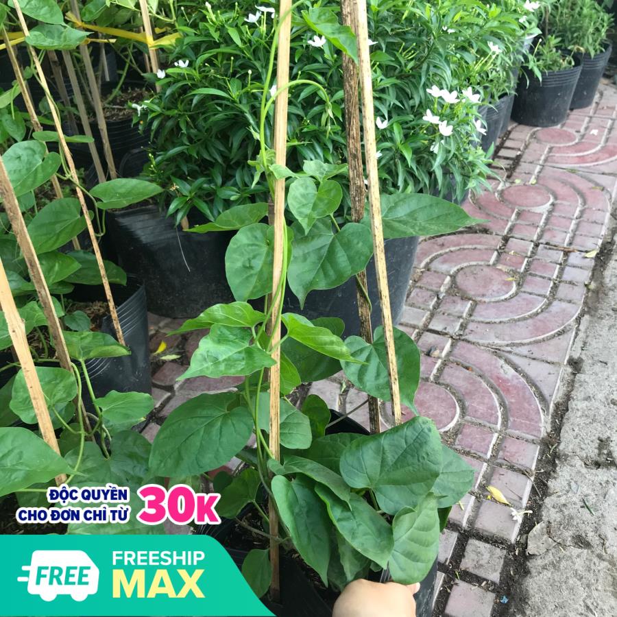 Cây giống hoa thiên lý + Tặng 02 cây nhót ngọt