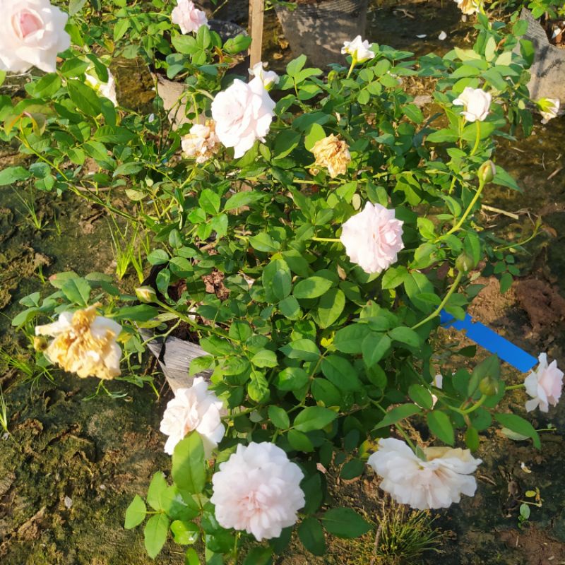 Hoa hồng Misaki Rose [HOA NHẬT SIÊU THƠM]- Nếu bạn muốn chọn một giống hoa khỏe, sai hoa, dễ trồng