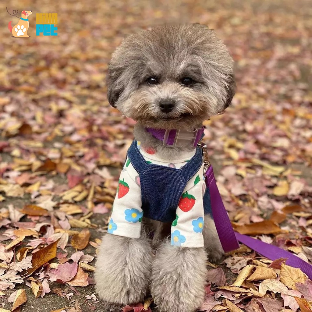 Áo Thun Ba Lỗ Hình Trái Dâu Thỏ Cho Chó Mèo Hàn Quốc Quần Áo Thú Cưng Cao Cấp Hihapet.