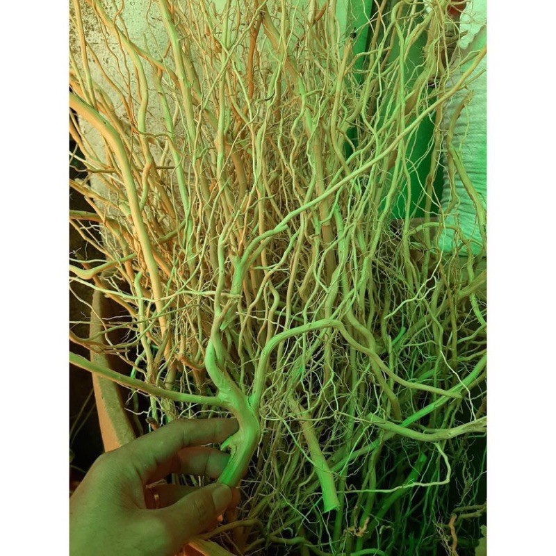 Lũa Rễ Rừng Thuỷ Sinh - Decor Tiểu Cảnh (100 GRAM)