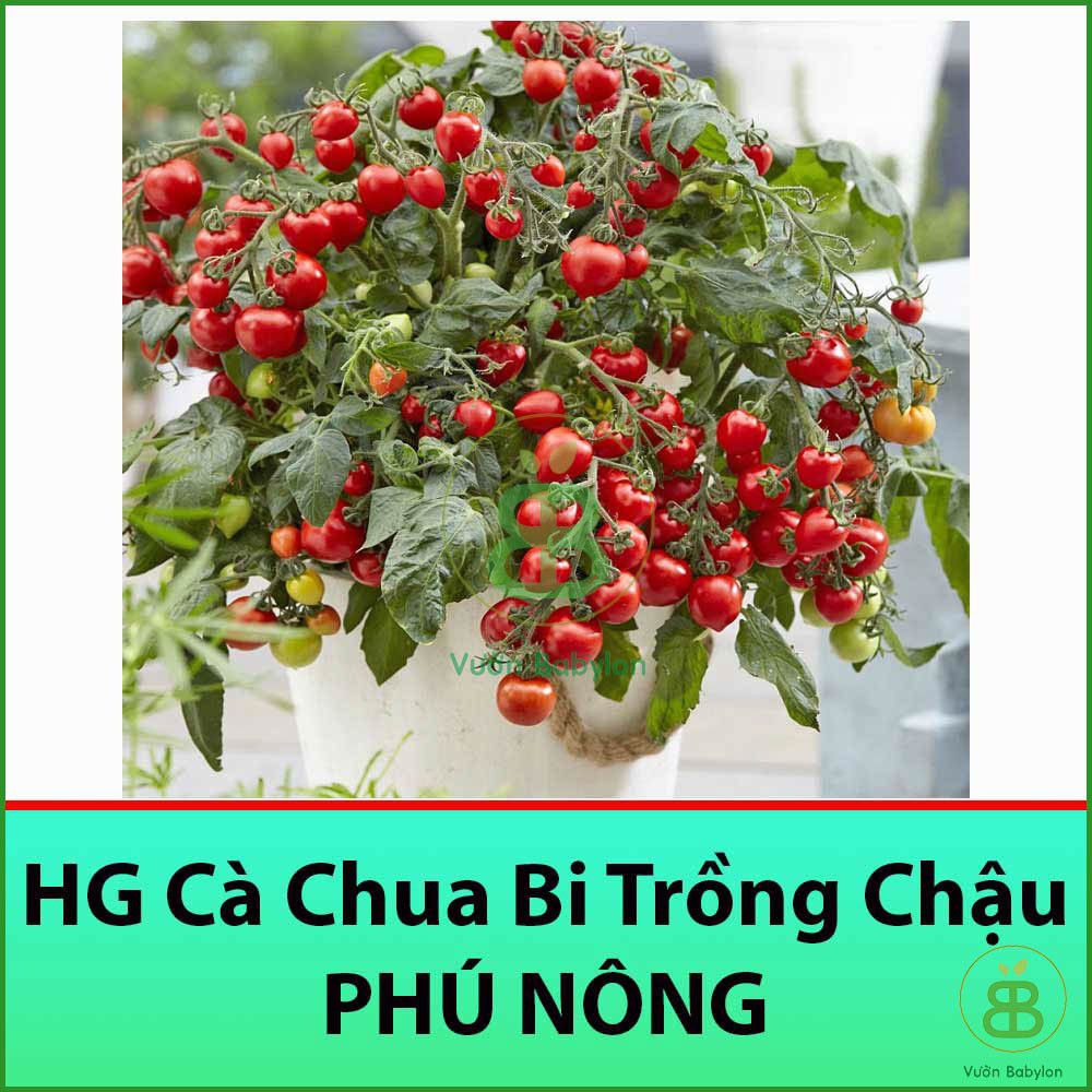 Hạt Giống Cà Chua Bi Đỏ Lùn Trồng Chậu