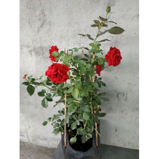 Hồng cổ hải phòng chậu c9