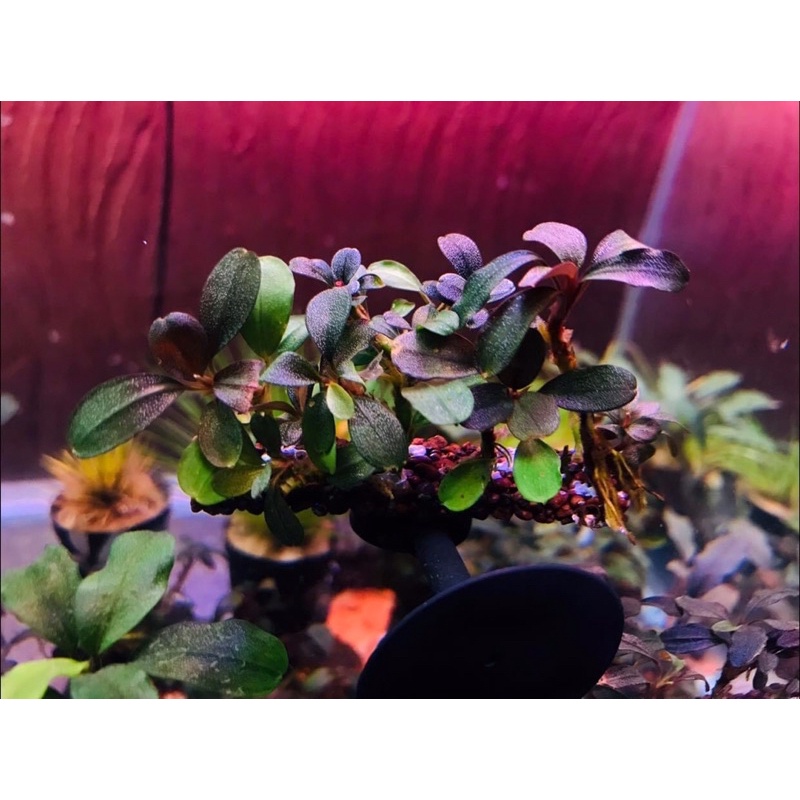 cây thủy sinh bucephalandra helena