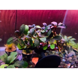 Cây thủy sinh bucephalandra helena