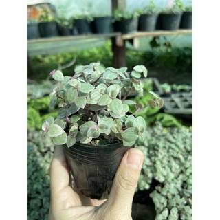 cây pink lady (cây tổ ong)