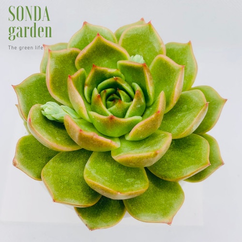 Sen đá đế vương xám SONDA GARDEN size trung bình 10-12cm, xuất xứ Đà Lạt, khoẻ đẹp, lỗi 1 đổi 1