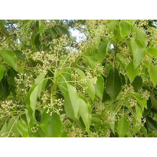 Bầu cây giống cây long não -cam kết chuẩn giống