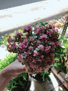 Cây đô la hồng giống mới