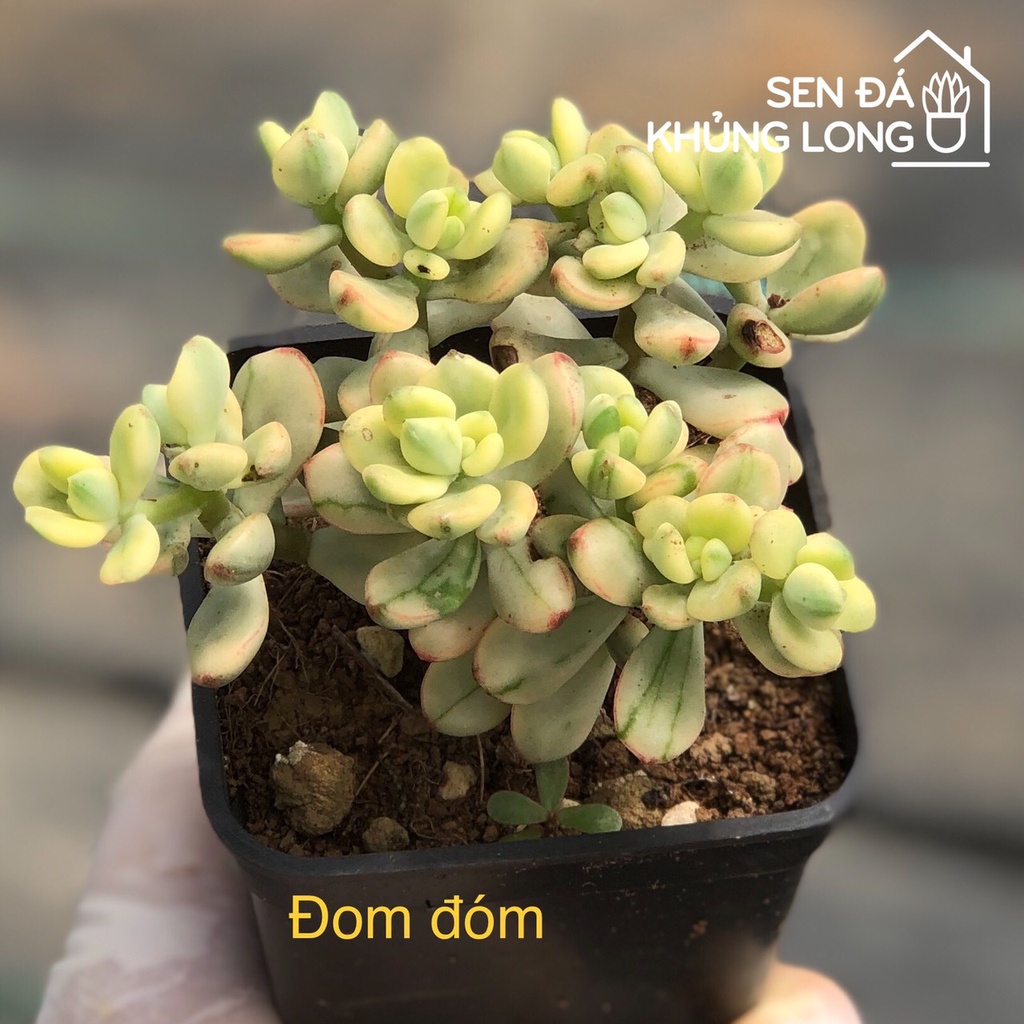 Sen đá Đom Đóm - echeveria mcdougalli variegated