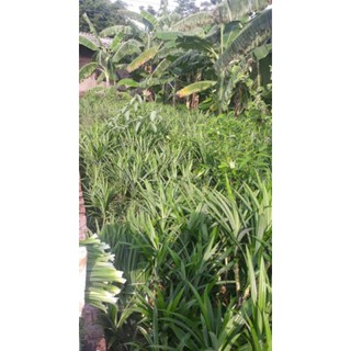 Lá Dứa Thơm - Lá Nếp tươi (1kg)