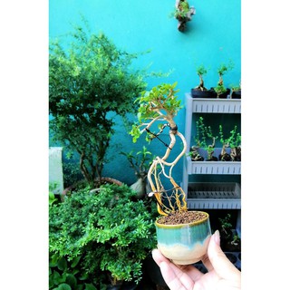 Bonsai mini Sam hương