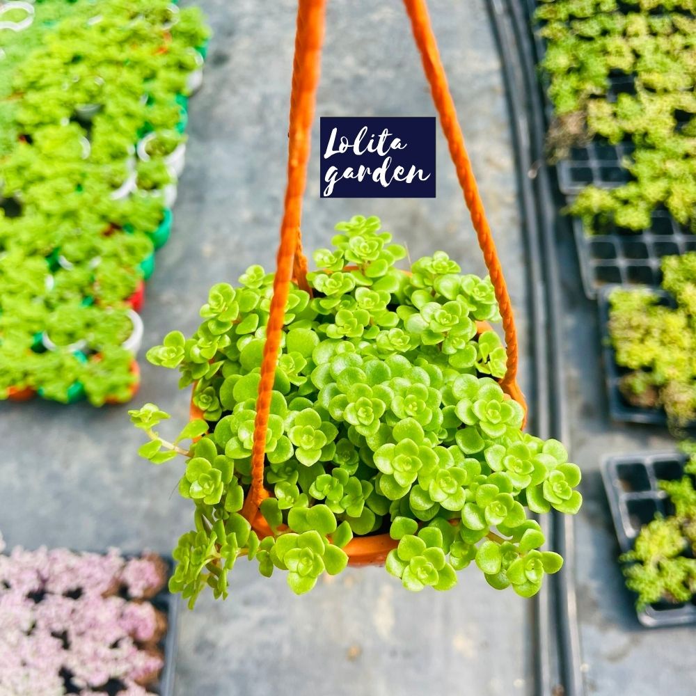 Sen đá sedum vảy cá chậu treo Đà Lạt size 9cm cây cảnh trang trí nhà cửa Lolita garden