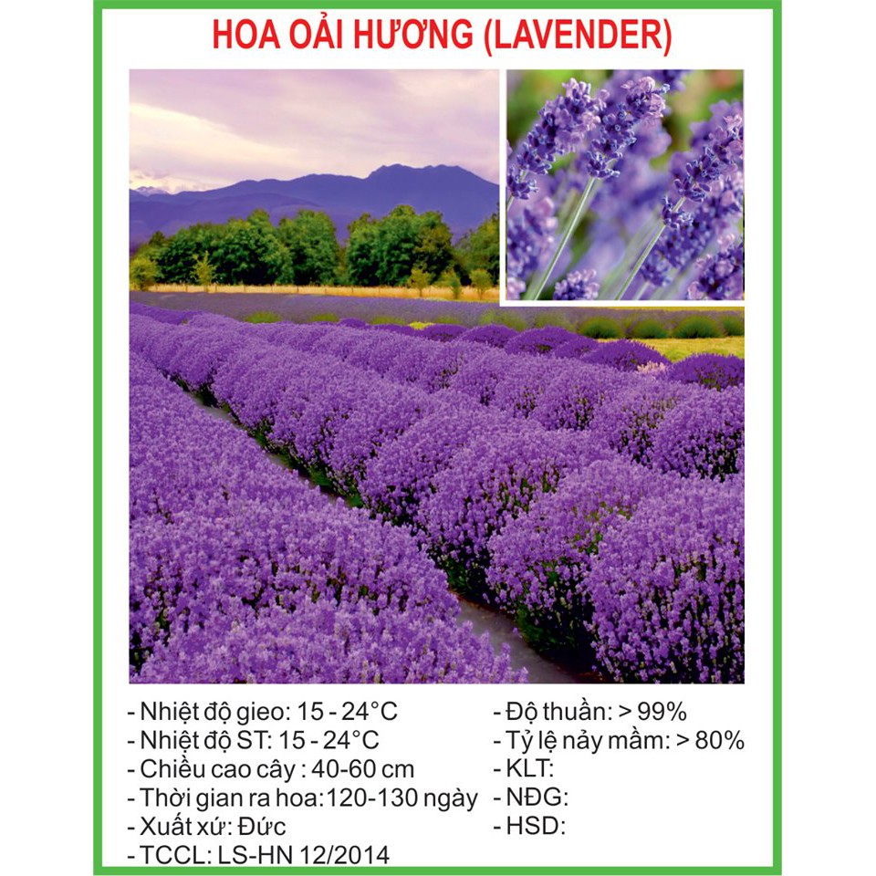 [Rẻ Vô Địch] Hạt Giống Hoa oải hương 100 Hạt/ Gói golden seed