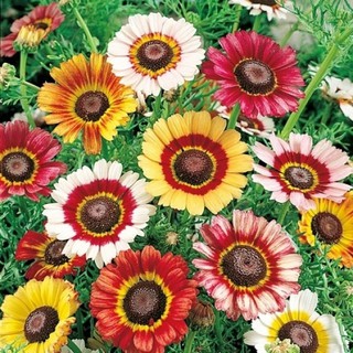 Hạt giống hoa cúc chi Mix