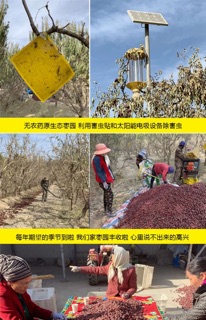 Táo đỏ Tân Cương