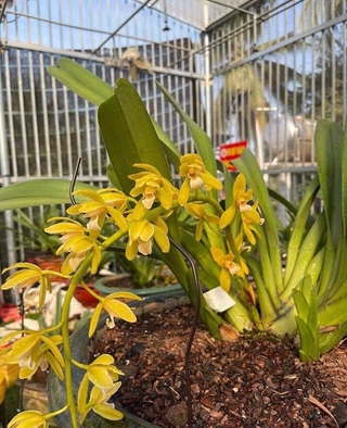 Lan kiếm phan trí hàng năm 3 bán theo tép bản lá láng to khỏe từ 3,5cm trở lên hàng thuần tại vườn