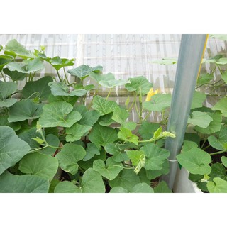 BÍ ĂN NGỌN - 10 gram/ gói