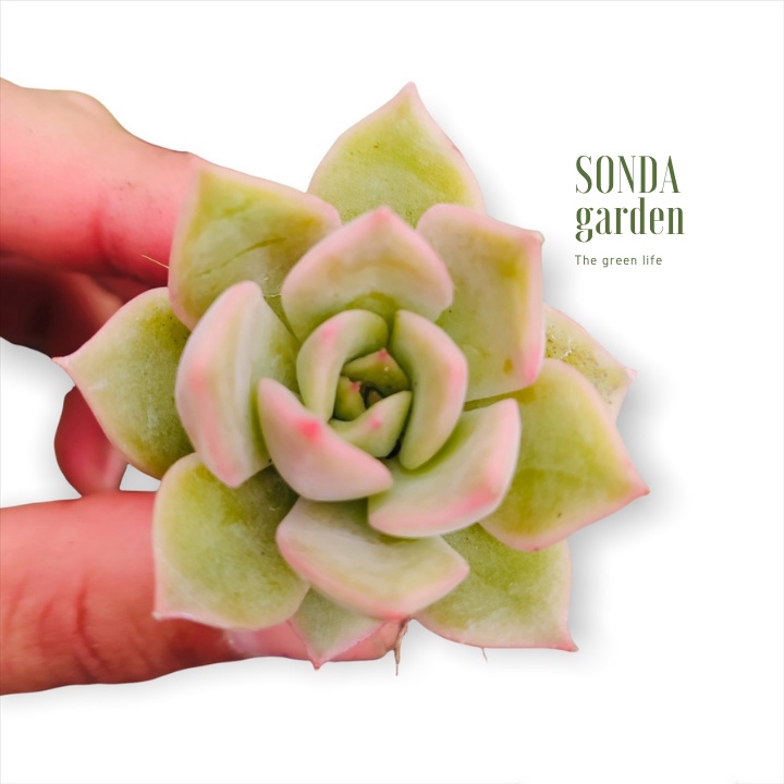 Sen đá đế vương xám SONDA GARDEN size mini 2.5-4cm, xuất xứ Đà Lạt, khoẻ đẹp, lỗi 1 đổi 1